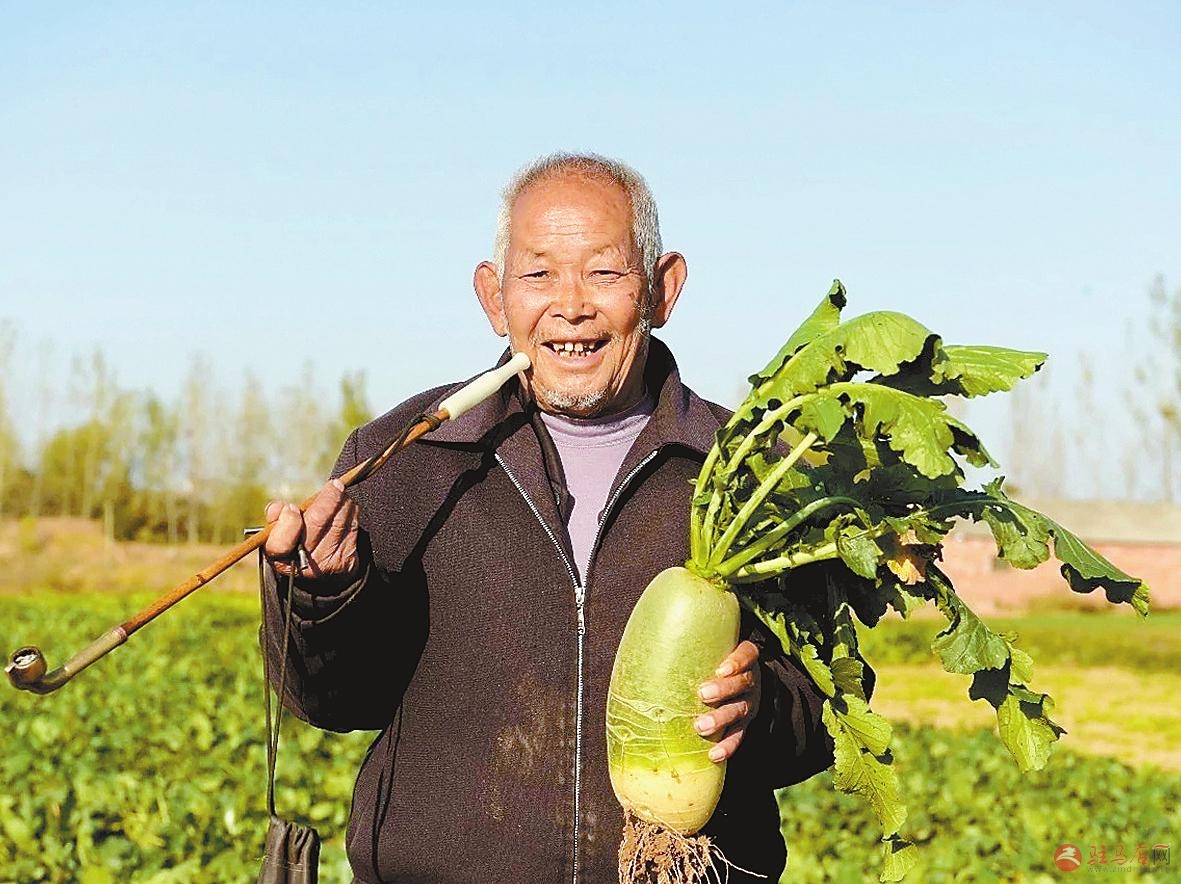 萝卜大丰收农民笑开颜