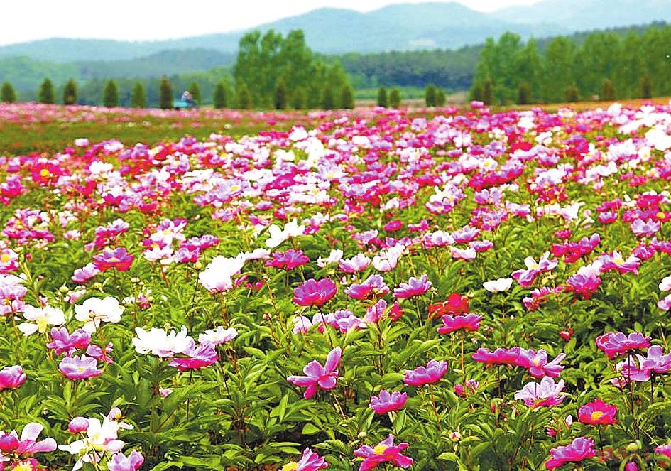 确山县竹沟镇芍药花开促脱贫