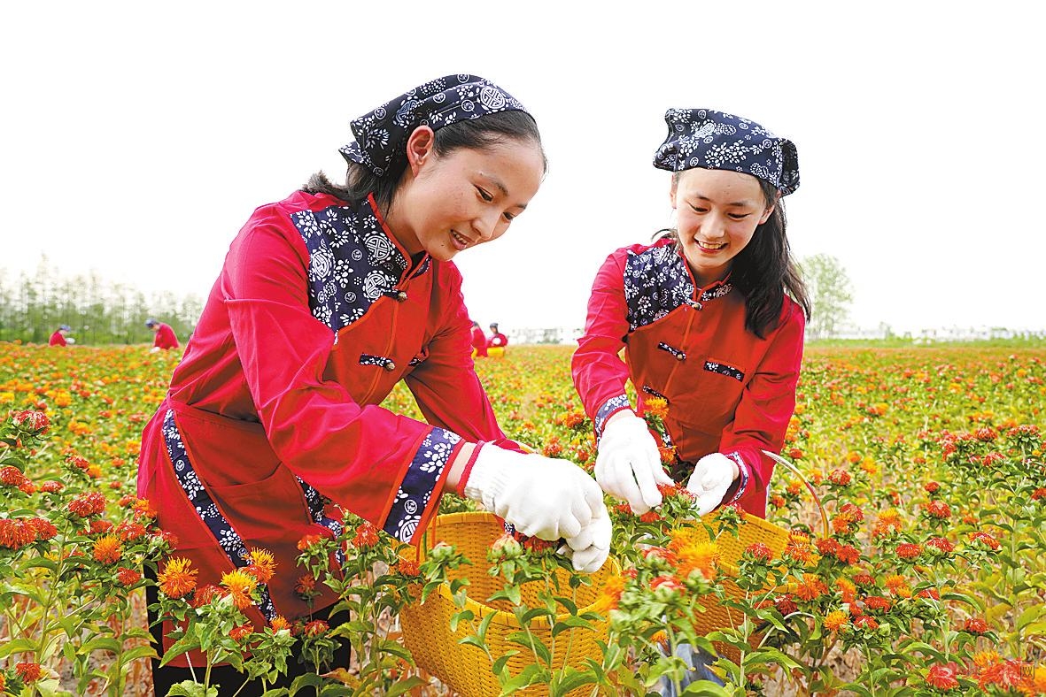 正易堂农民种植专业合作社组织村民采摘草红花.