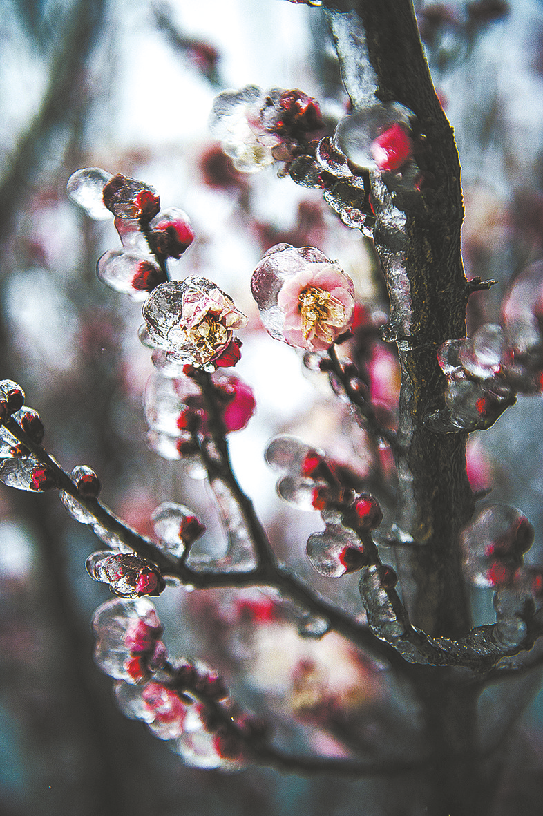 晶莹剔透冰梅花