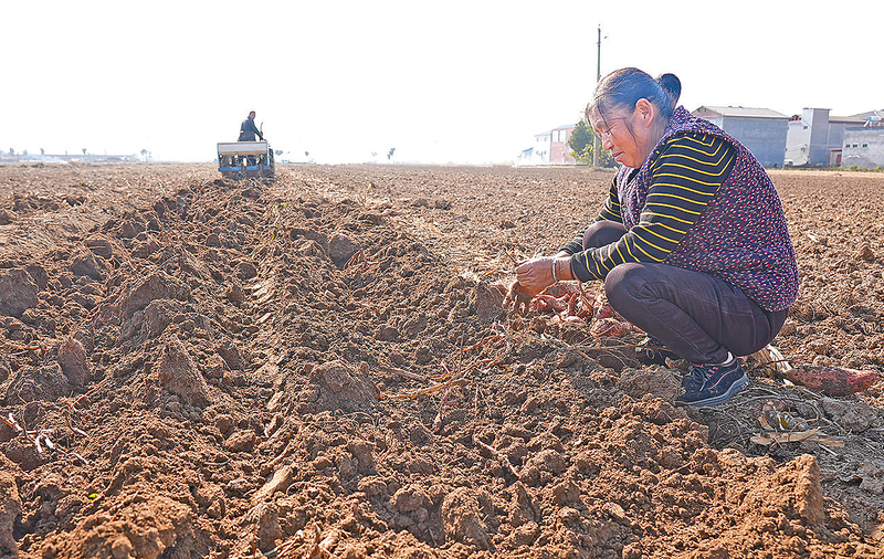 “崇礼红薯”收获忙
