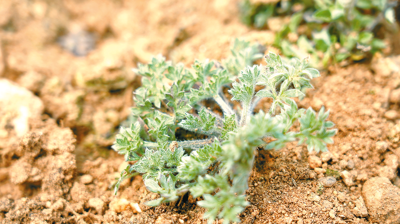 茵陈：春日的乡间美味