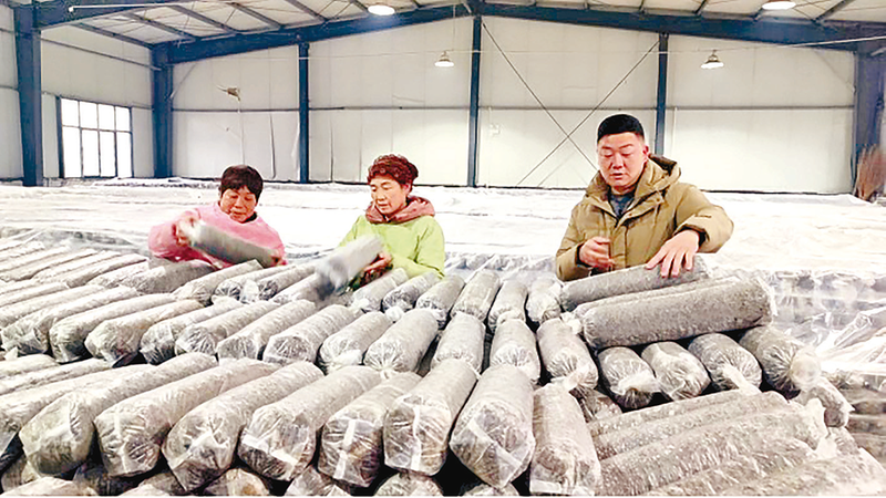 任店镇：小菌棒种出大产业