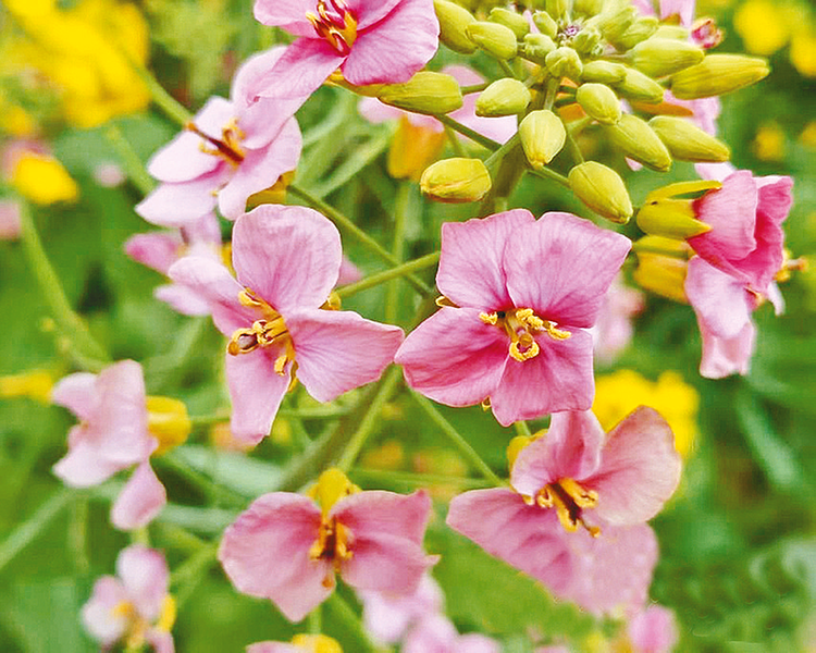 五彩油菜花惊艳绽放