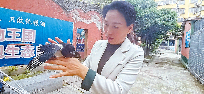 一只喜鵲的溫暖旅程  